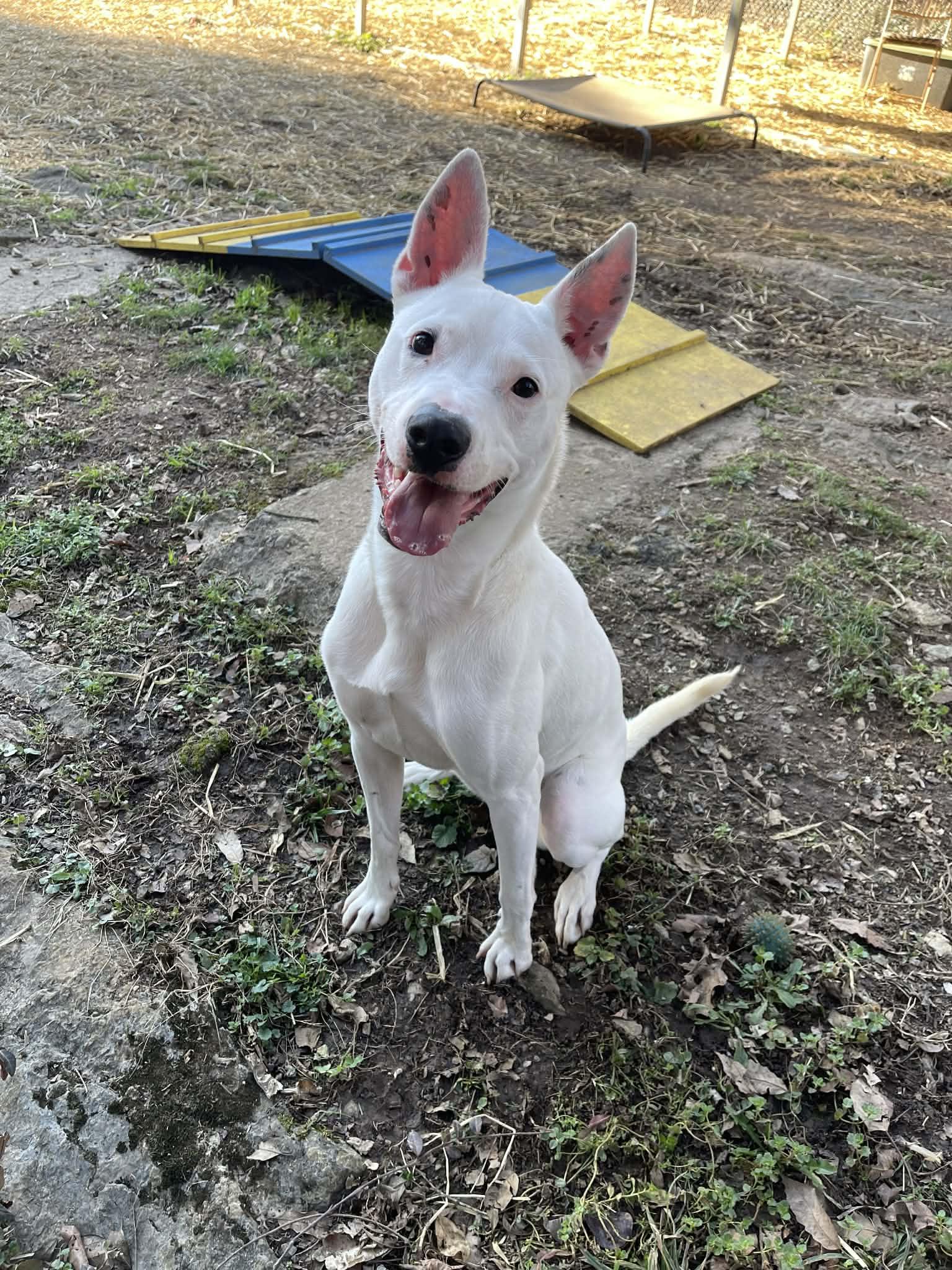 Enlarge Chip, a Adoptable mixed breed in Oak Ridge, TN image 3/6