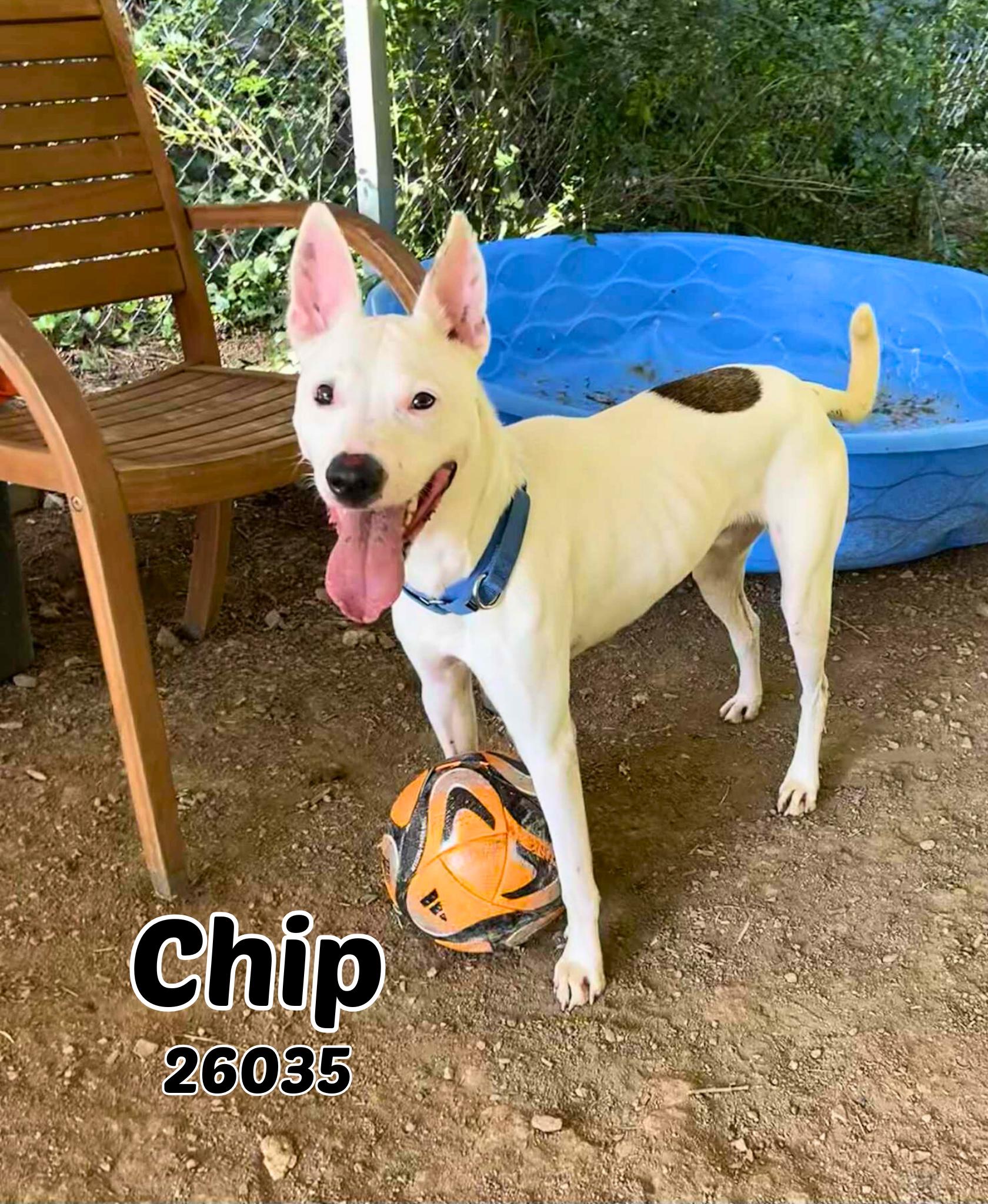 Enlarge Chip, a Adoptable mixed breed in Oak Ridge, TN image 1/6