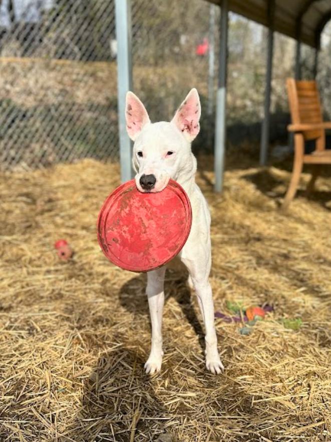 Enlarge Chip, a Adoptable mixed breed in Oak Ridge, TN image 4/6