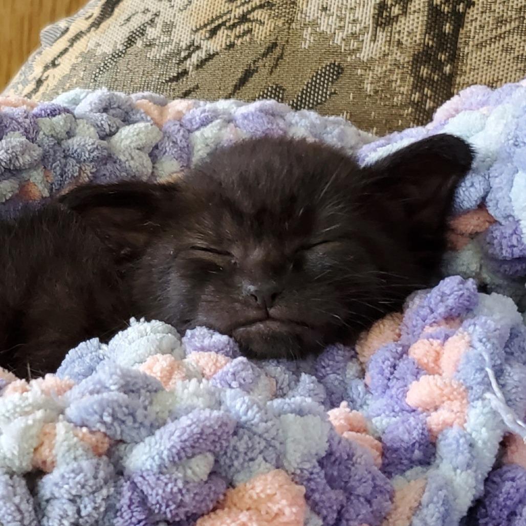 Enlarge Eclipse, a Adoptable Domestic Short Hair in PITTSBURGH, PA image 3/3