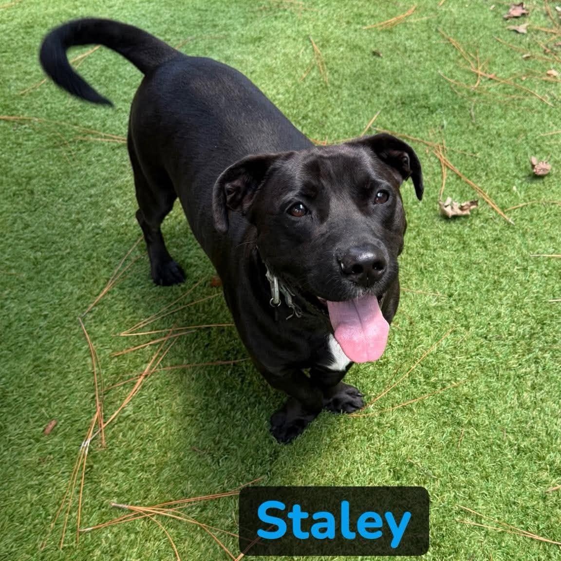 Staley, Adoptable, Young Male Basset Hound & Pit Bull Terrier.
