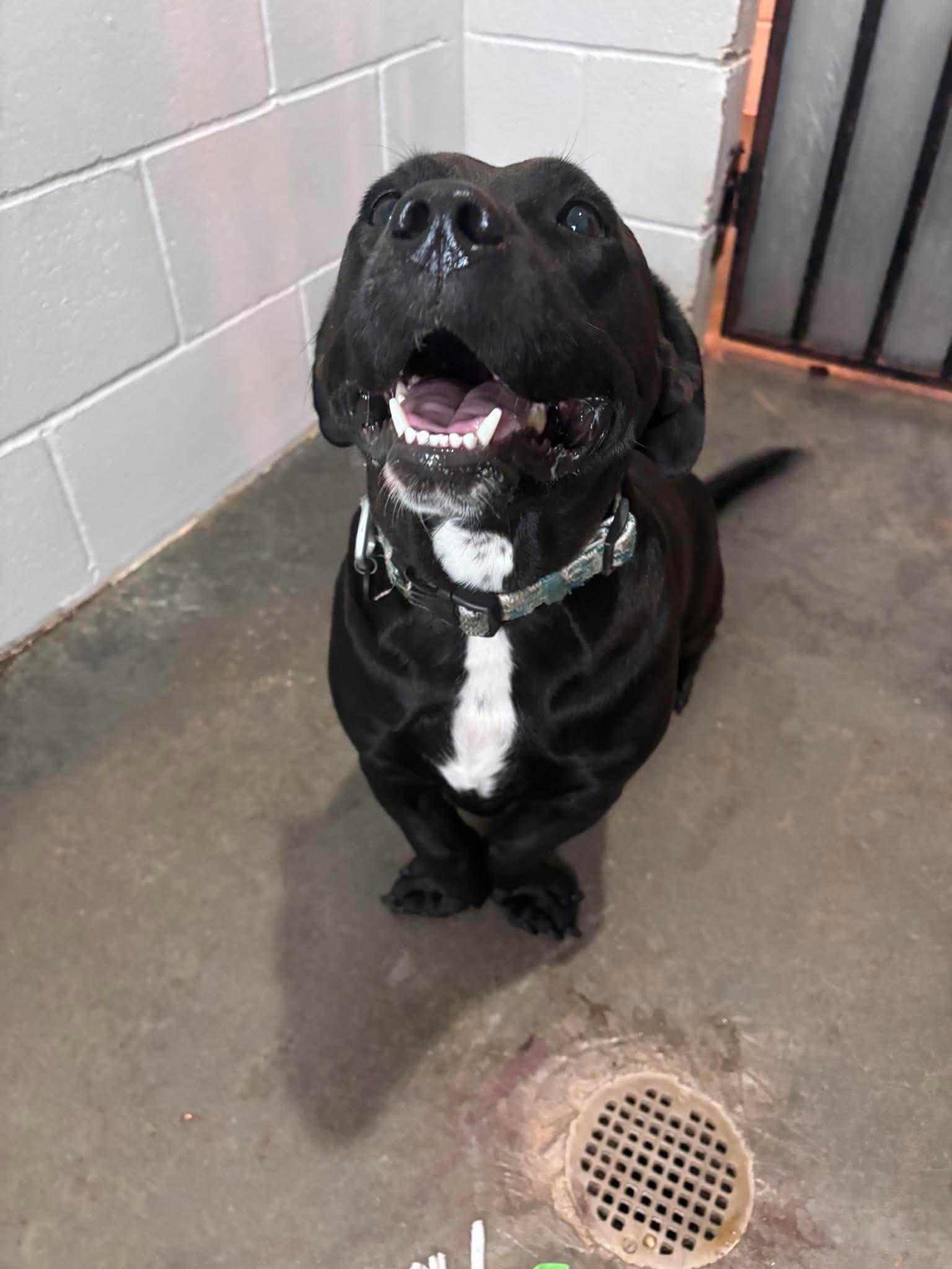 Enlarge Staley, a Adoptable mixed breed in East Windsor , CT image 4/4