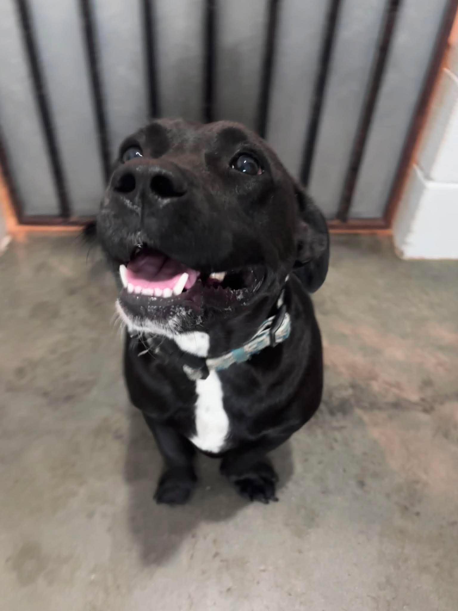 Enlarge Staley, a Adoptable mixed breed in East Windsor , CT image 2/4