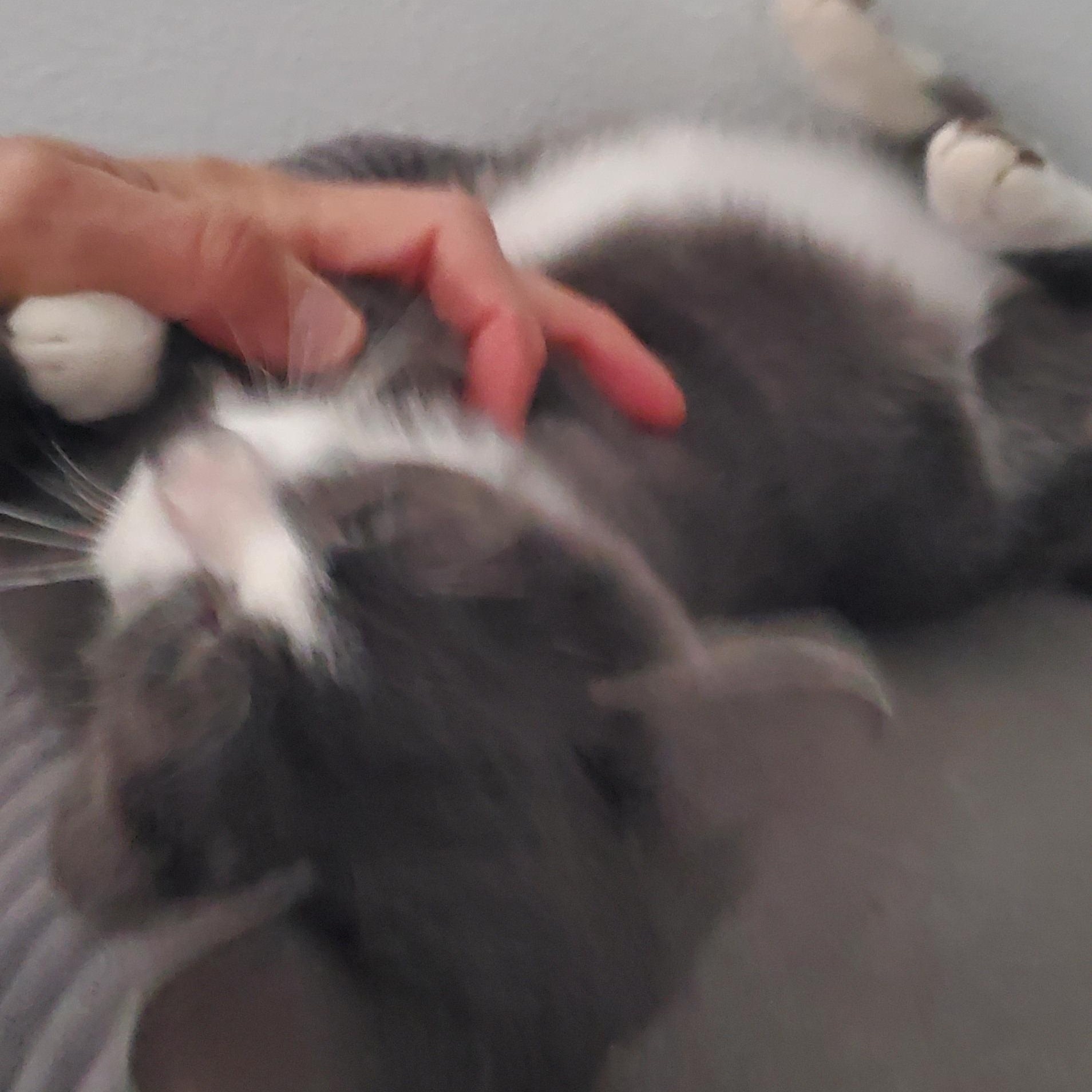 Enlarge Aslan, a Adoptable mixed breed in Eureka, CA image 4/5
