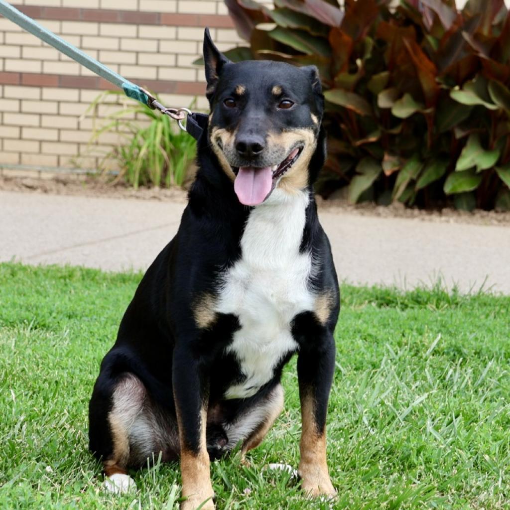 Nacho, a Adoptable mixed breed in La Grange, KY image 1/6