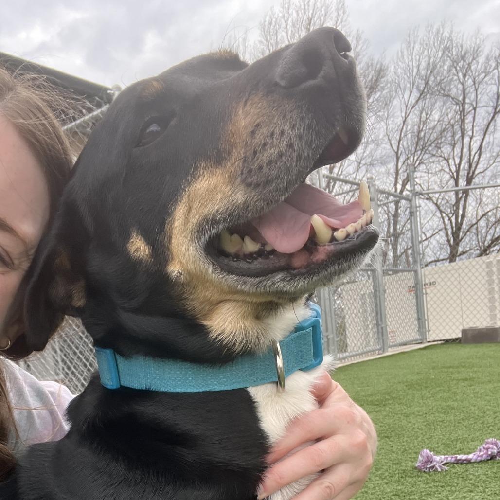 Enlarge Nacho, a Adoptable mixed breed in La Grange, KY image 1/6