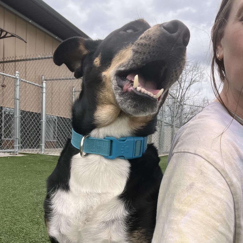 Enlarge Nacho, a Adoptable mixed breed in La Grange, KY image 2/6