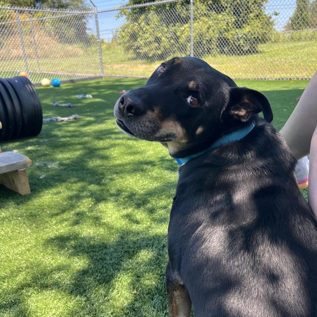 Enlarge Nacho, a Adoptable mixed breed in La Grange, KY image 3/6