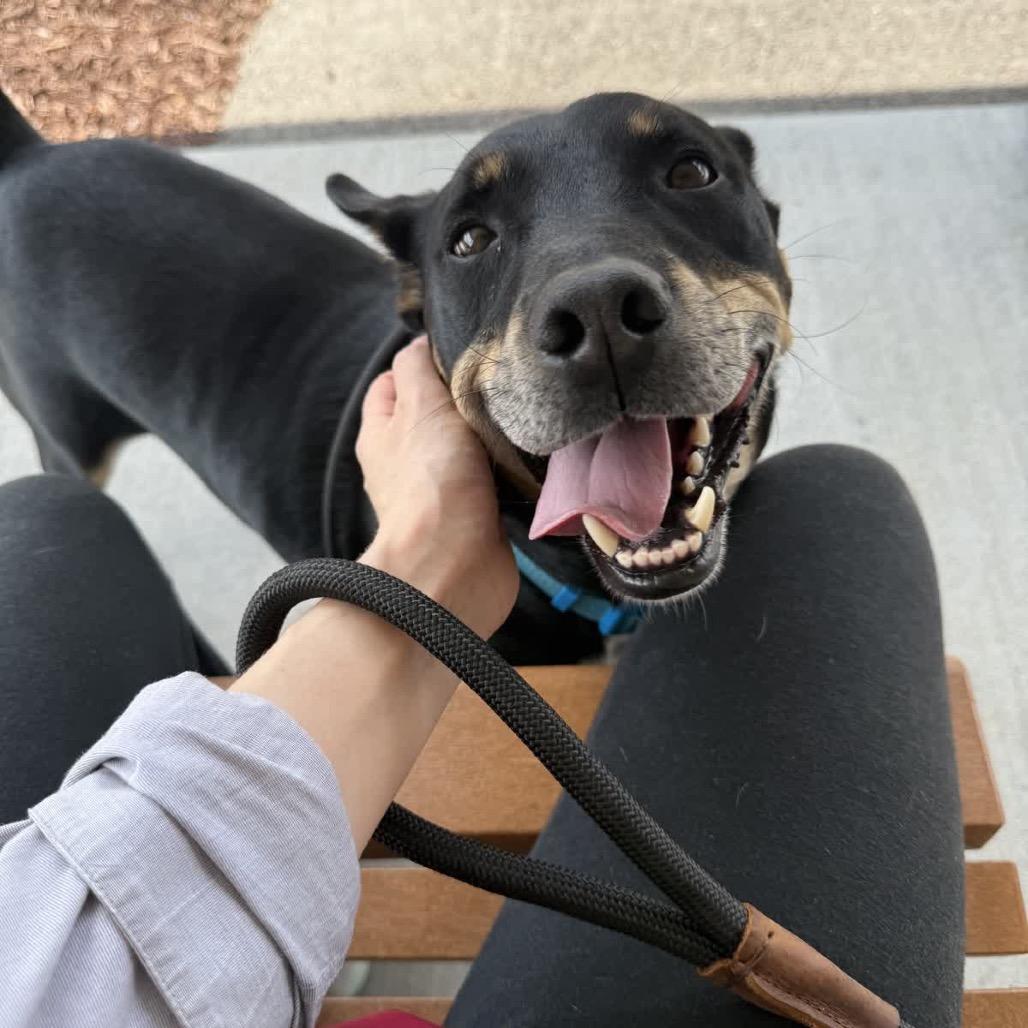 Nacho, a Adoptable mixed breed in La Grange, KY image 3/6