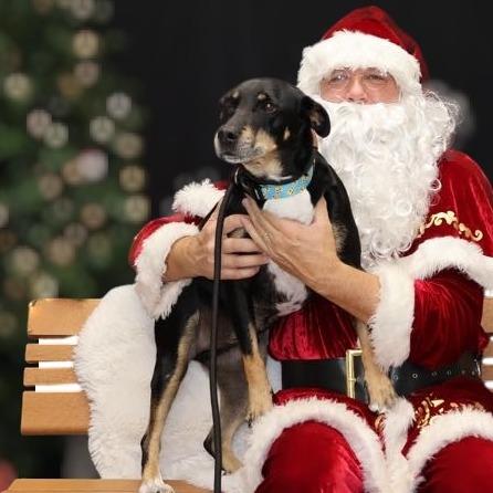 Enlarge Nacho, a Adoptable mixed breed in La Grange, KY image 4/6
