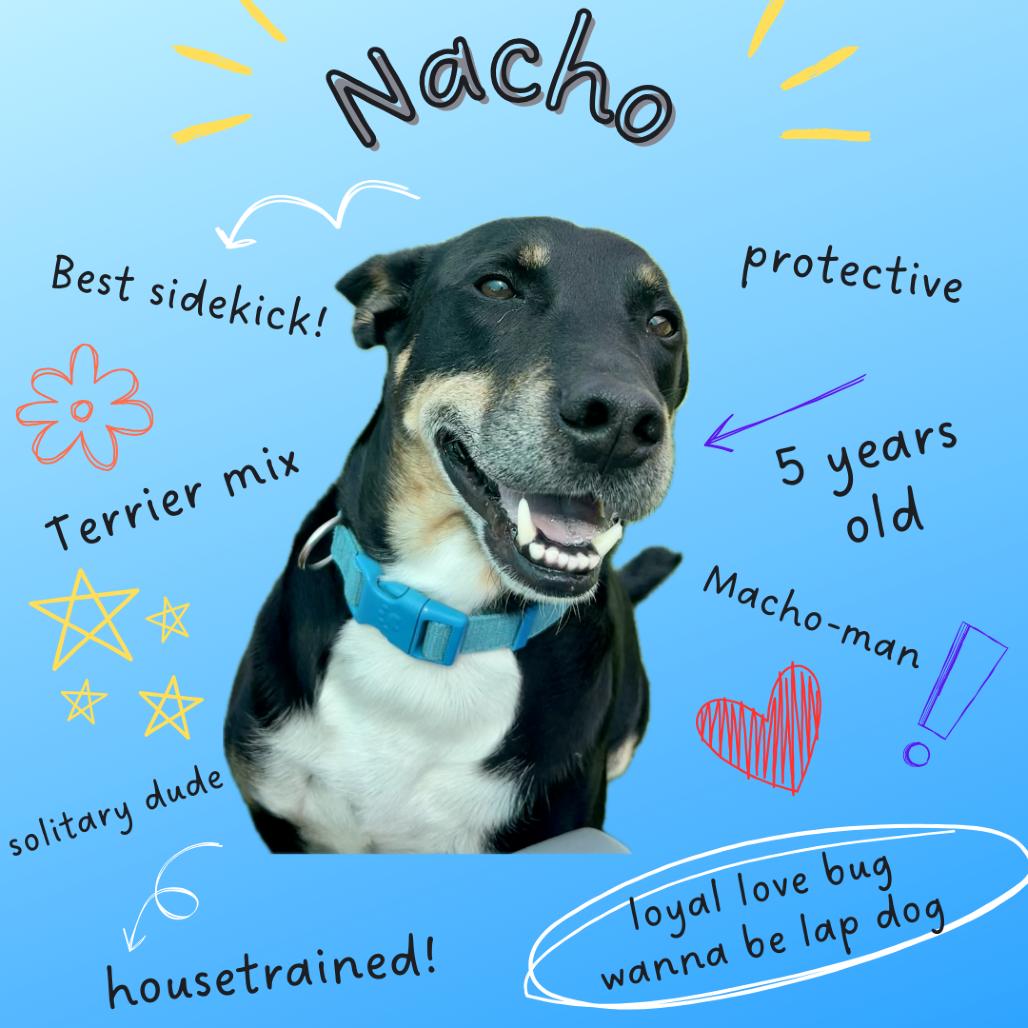 Enlarge Nacho, a Adoptable mixed breed in La Grange, KY image 4/6