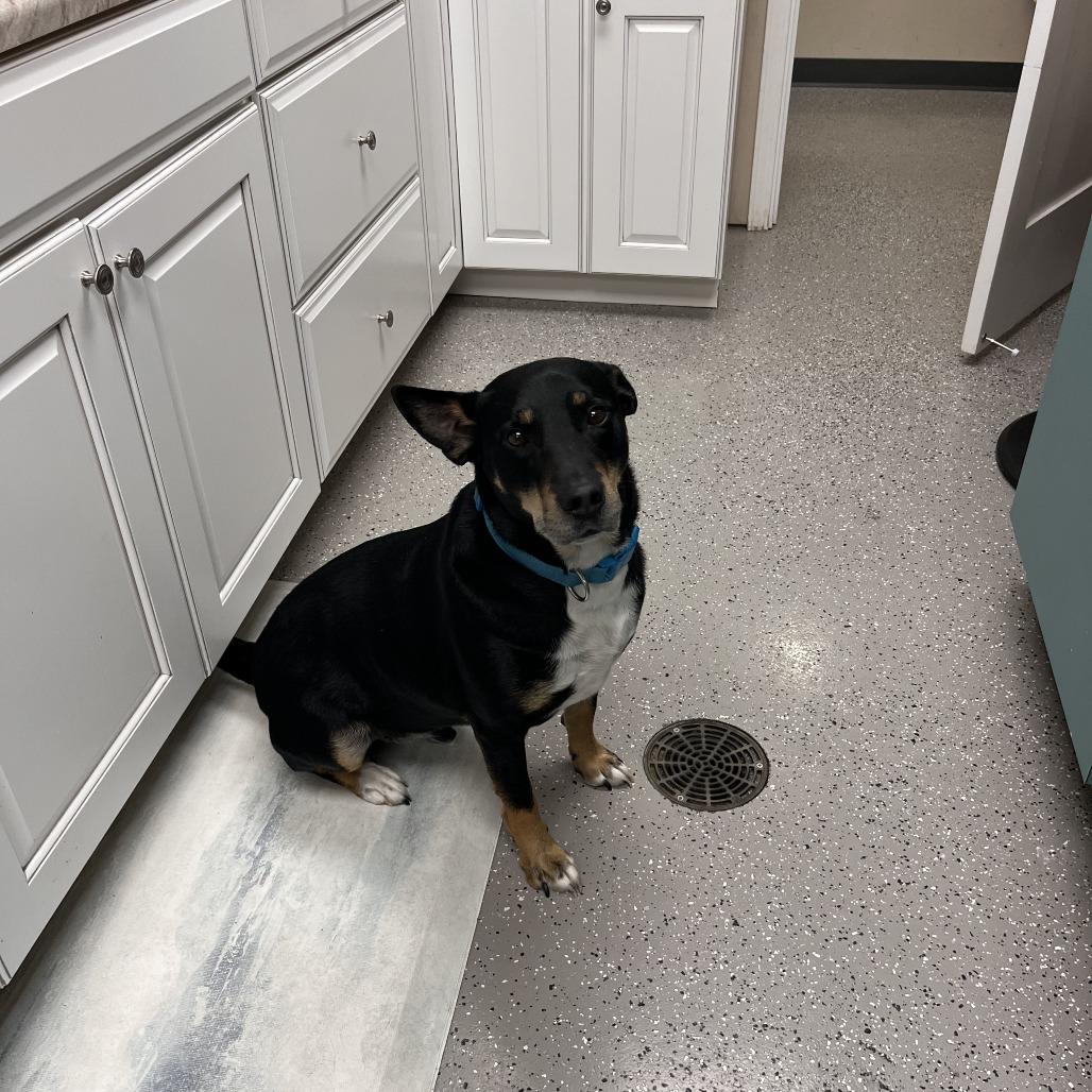 Enlarge Nacho, a Adoptable mixed breed in La Grange, KY image 5/6