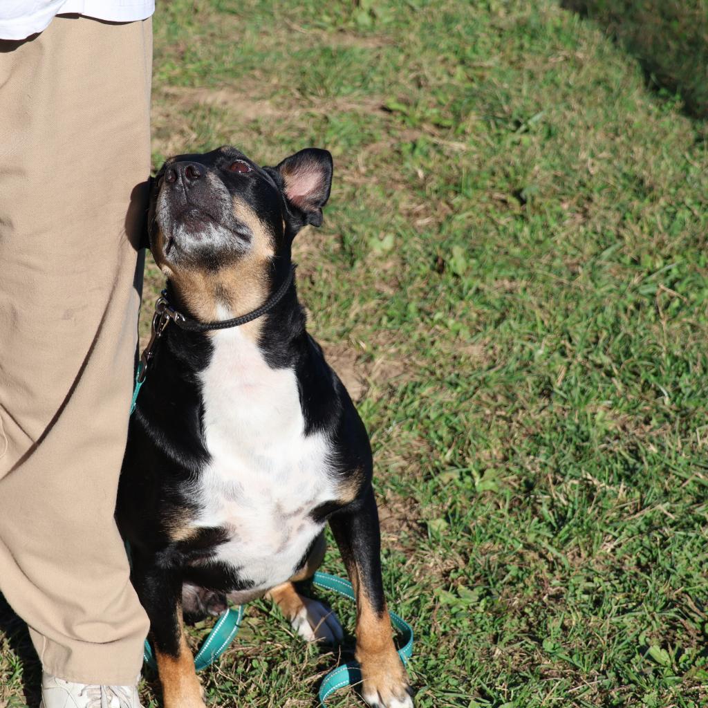 Enlarge Nacho, a Adoptable mixed breed in La Grange, KY image 6/6