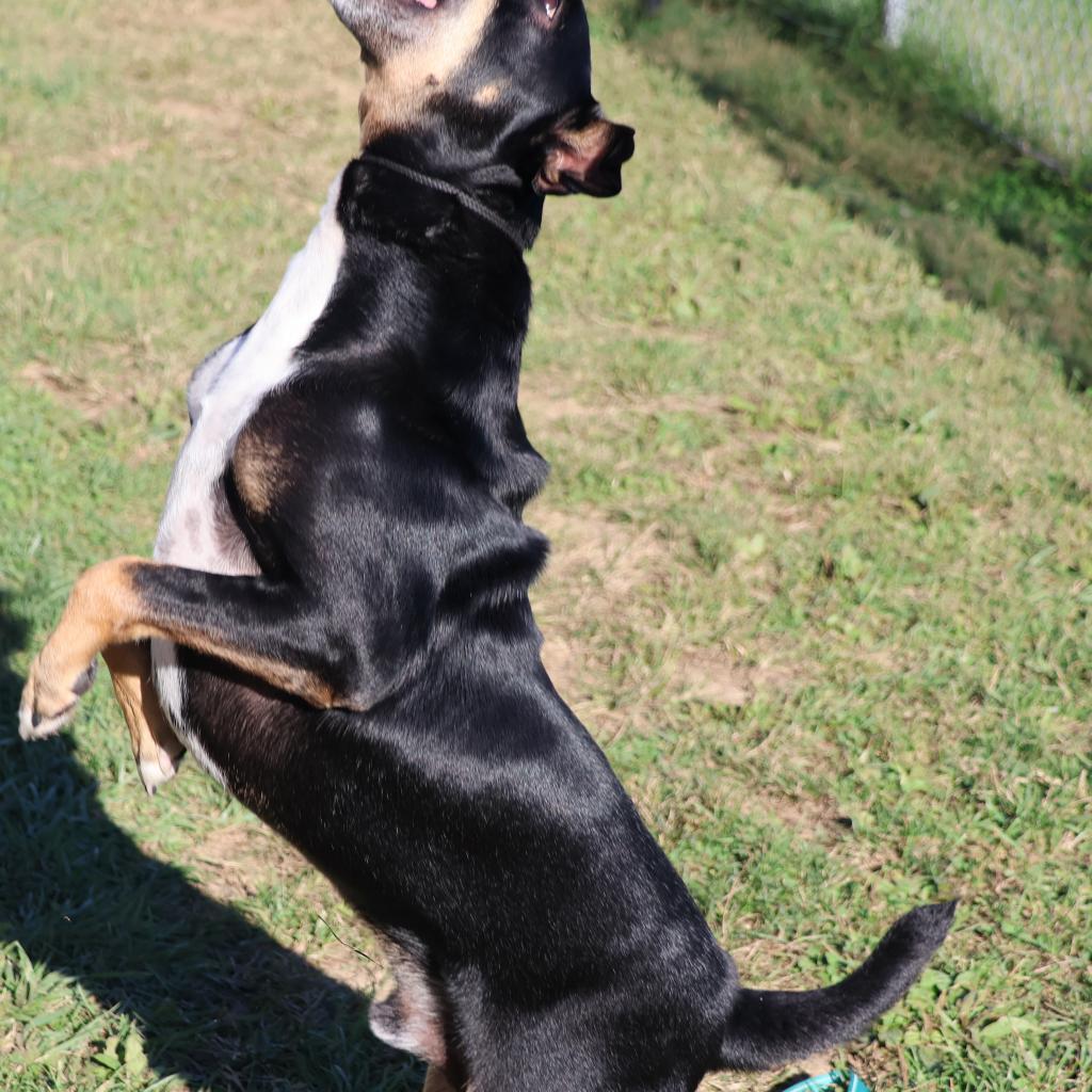 Nacho, a Adoptable mixed breed in La Grange, KY image 6/6