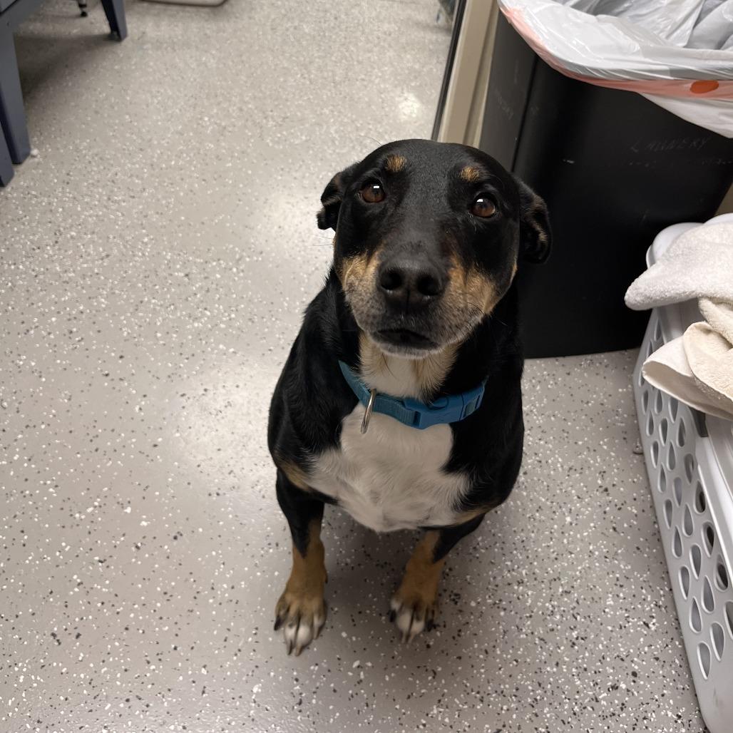 Enlarge Nacho, a Adoptable mixed breed in La Grange, KY image 6/6