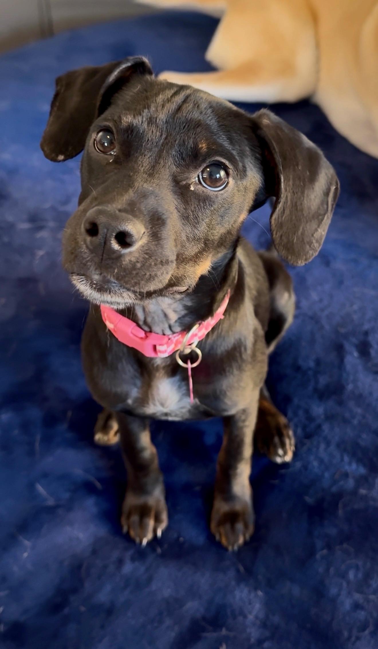 Enlarge Penny, a Adoptable mixed breed in Kissimmee, FL image 2/4