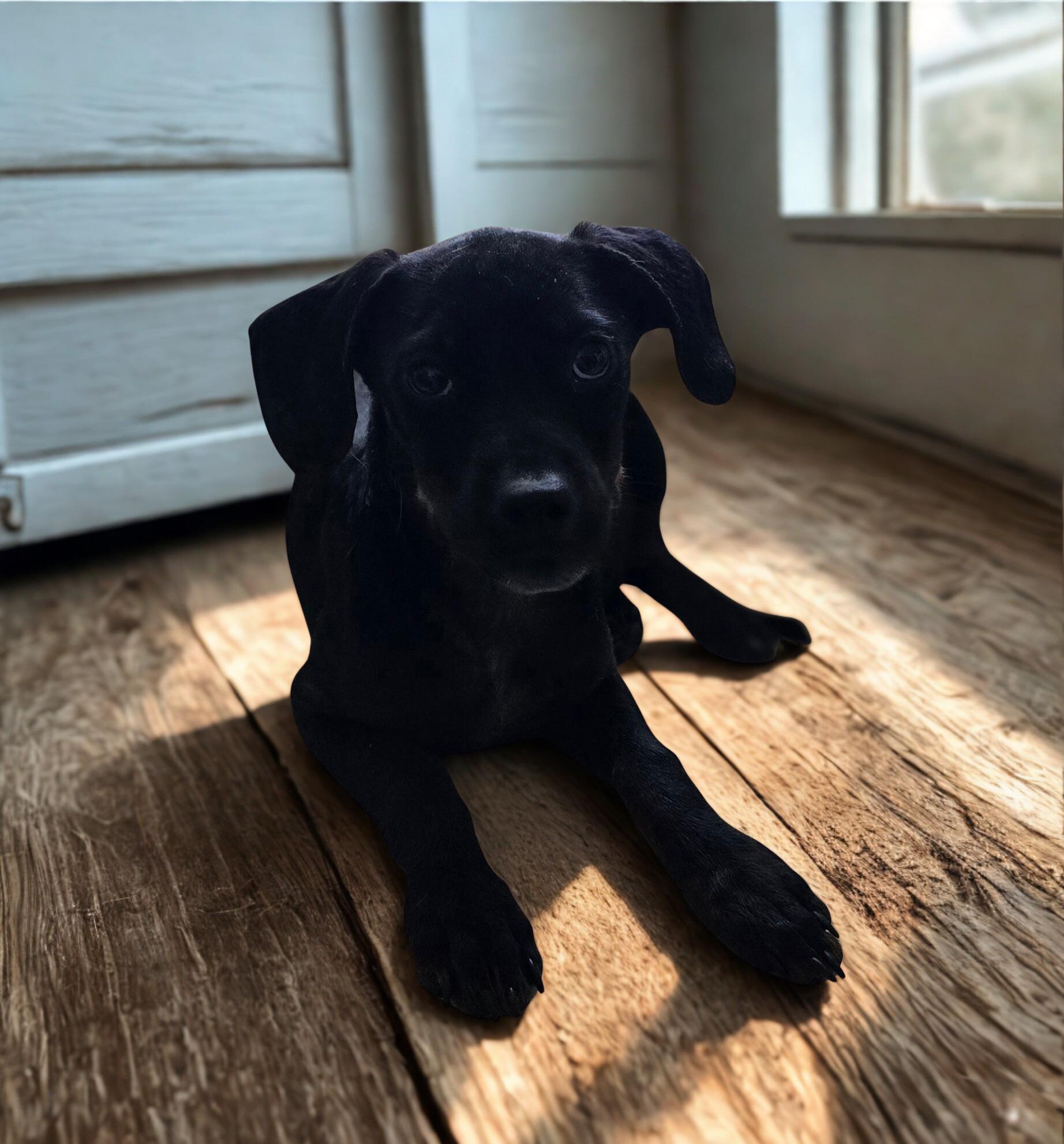 Enlarge Penny, a Adoptable mixed breed in Kissimmee, FL image 4/4