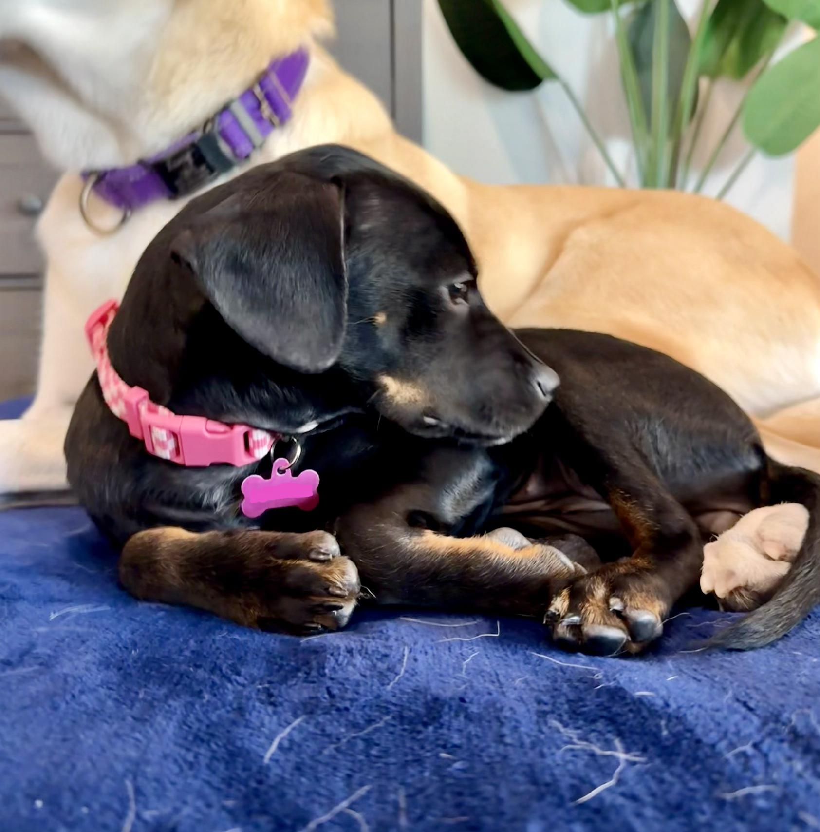 Enlarge Penny, a Adoptable mixed breed in Kissimmee, FL image 3/4