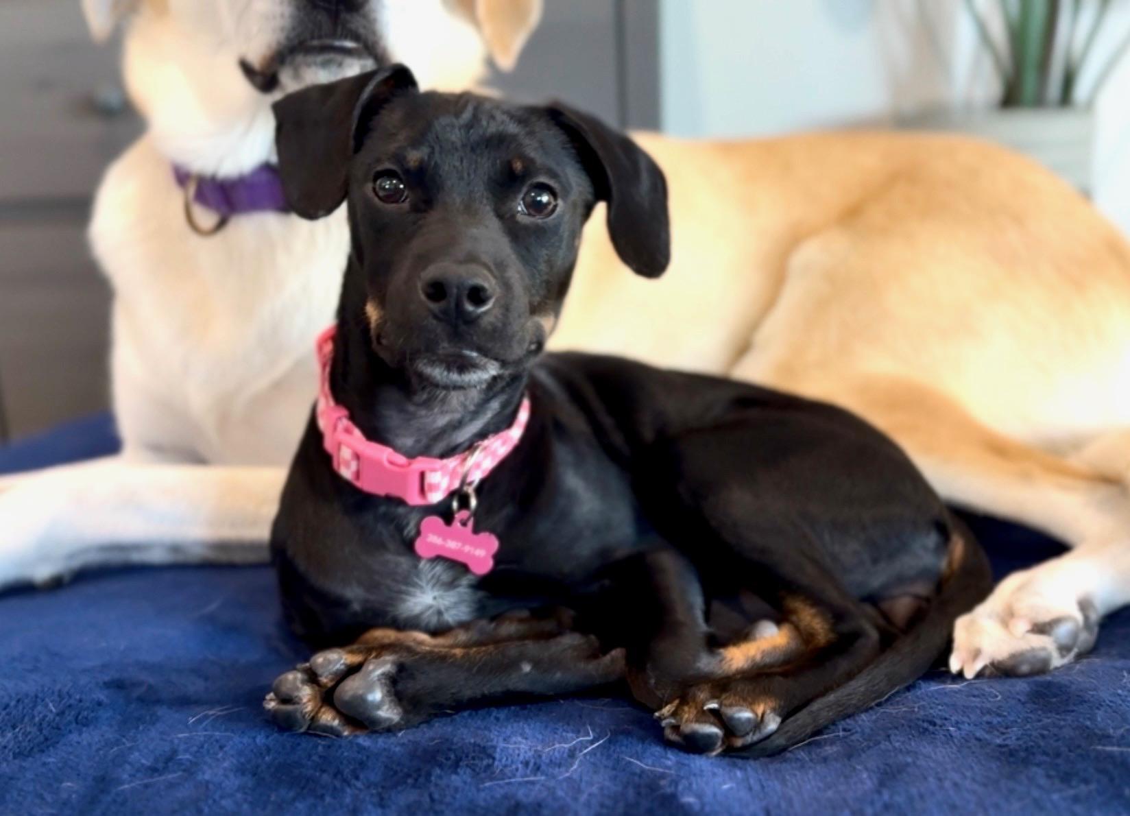 Enlarge Penny, a Adoptable mixed breed in Kissimmee, FL image 1/4