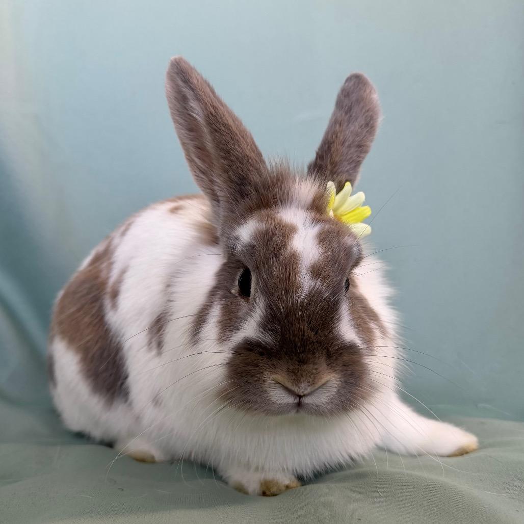 Frank, adopted, Adult Male Lionhead.