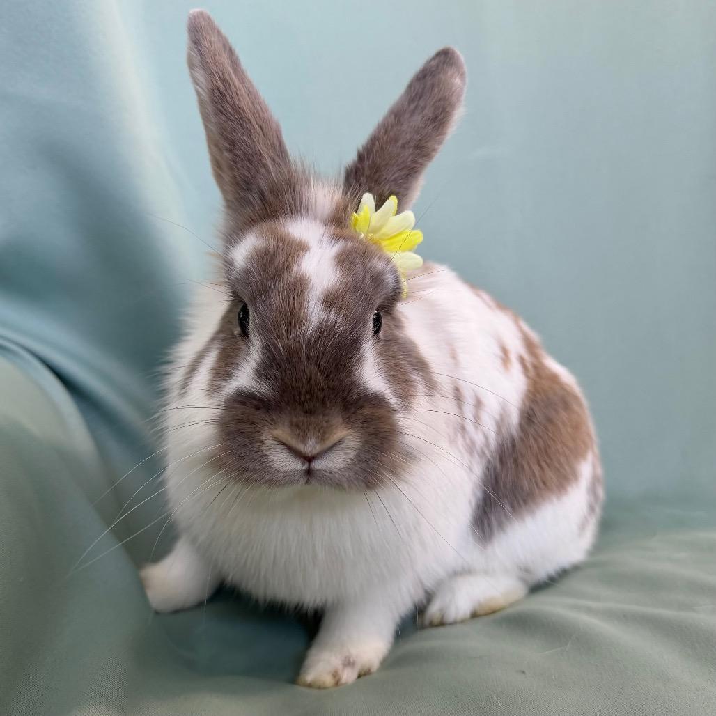 Frank, an adopted Lionhead in Columbia, MD image 3/3