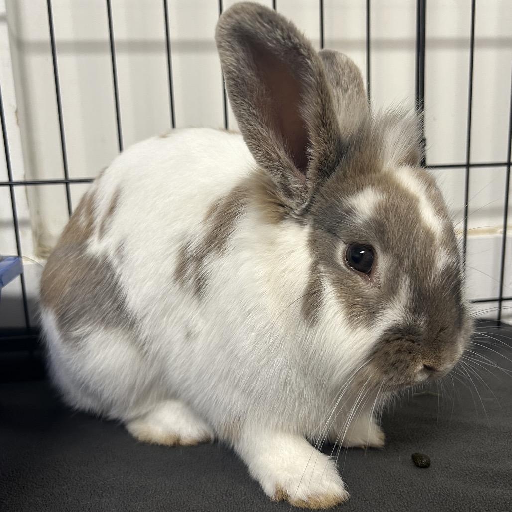 Frank, an adopted Lionhead in Columbia, MD image 2/3