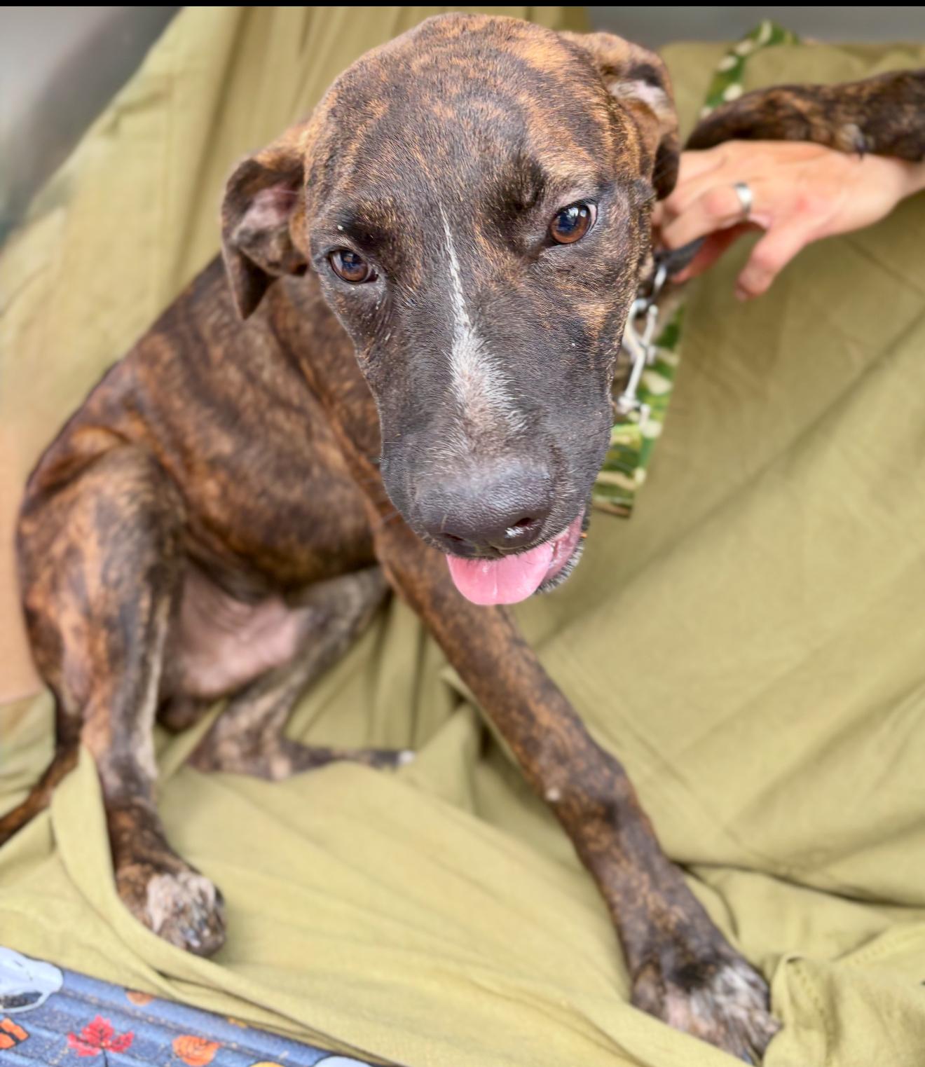 River, a Adoptable mixed breed in South Bend, IN image 4/4