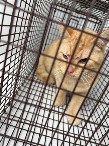 VIKTOR — thumbnail 2