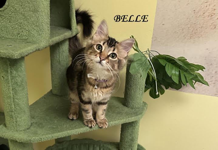 Enlarge Belle 0925 bonded with Clayton, an adopted mixed breed in West Bloomfield, MI image 2/2