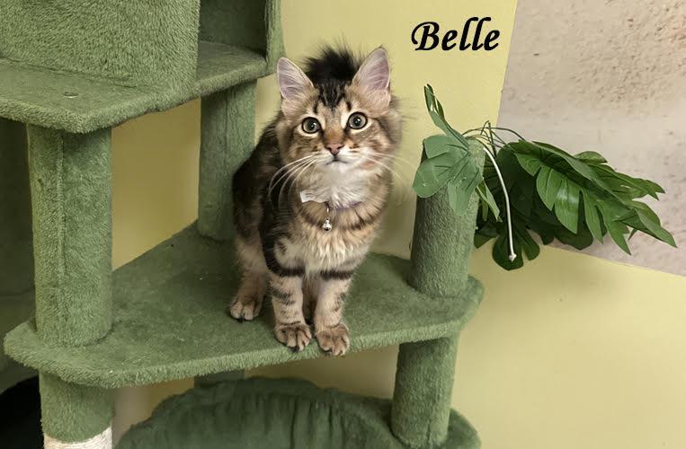 Belle 0925 bonded with Clayton, adopted, Kitten Female Domestic Long Hair & Maine Coon.