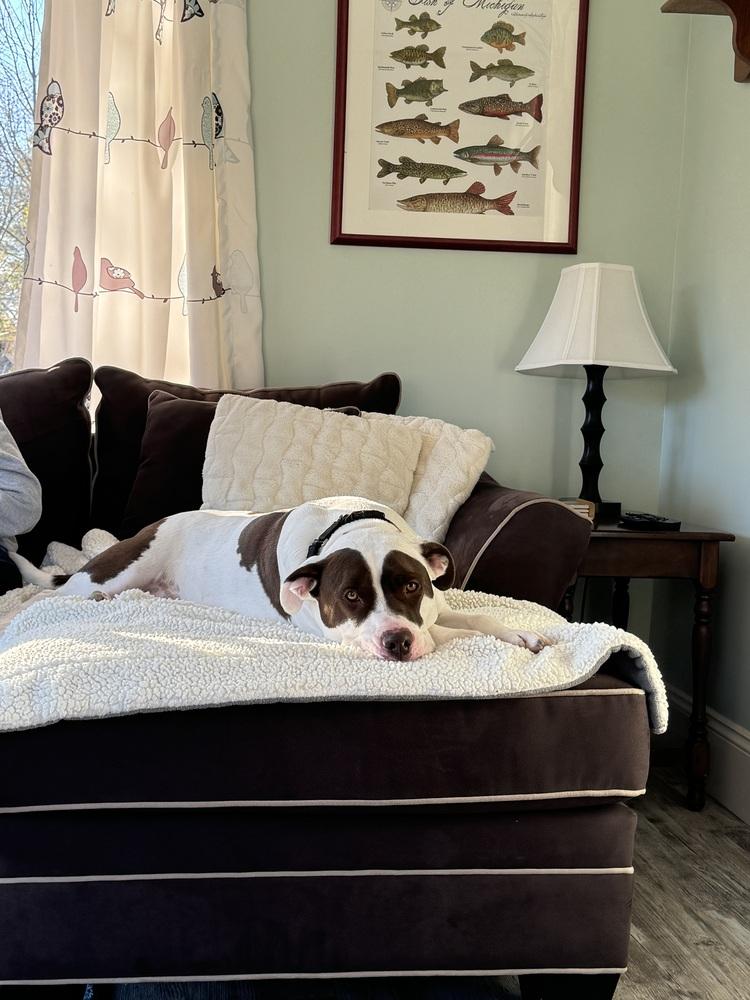 Enlarge Max, a Adoptable mixed breed in Clinton Township, MI image 1/6