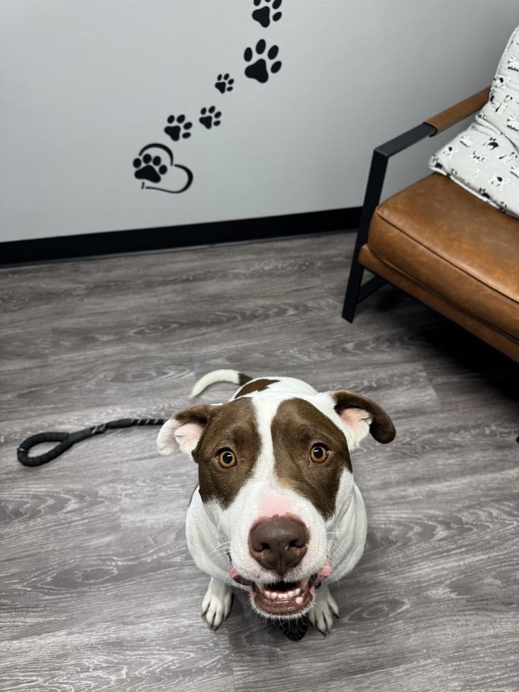 Max, Adoptable, Adult Male Mixed Breed.