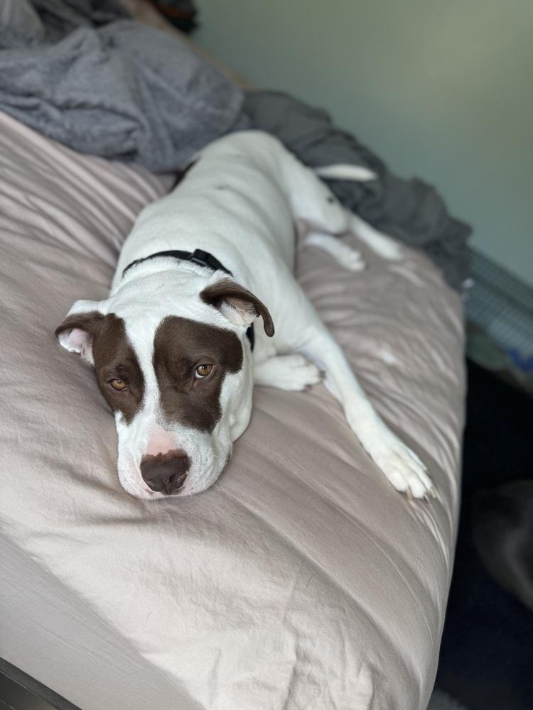 Enlarge Max, a Adoptable mixed breed in Clinton Township, MI image 2/6