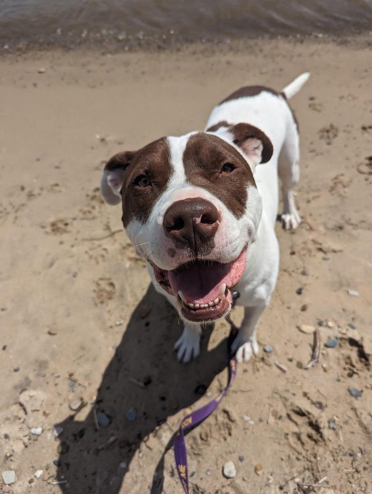 Enlarge Max, a Adoptable mixed breed in Clinton Township, MI image 3/6