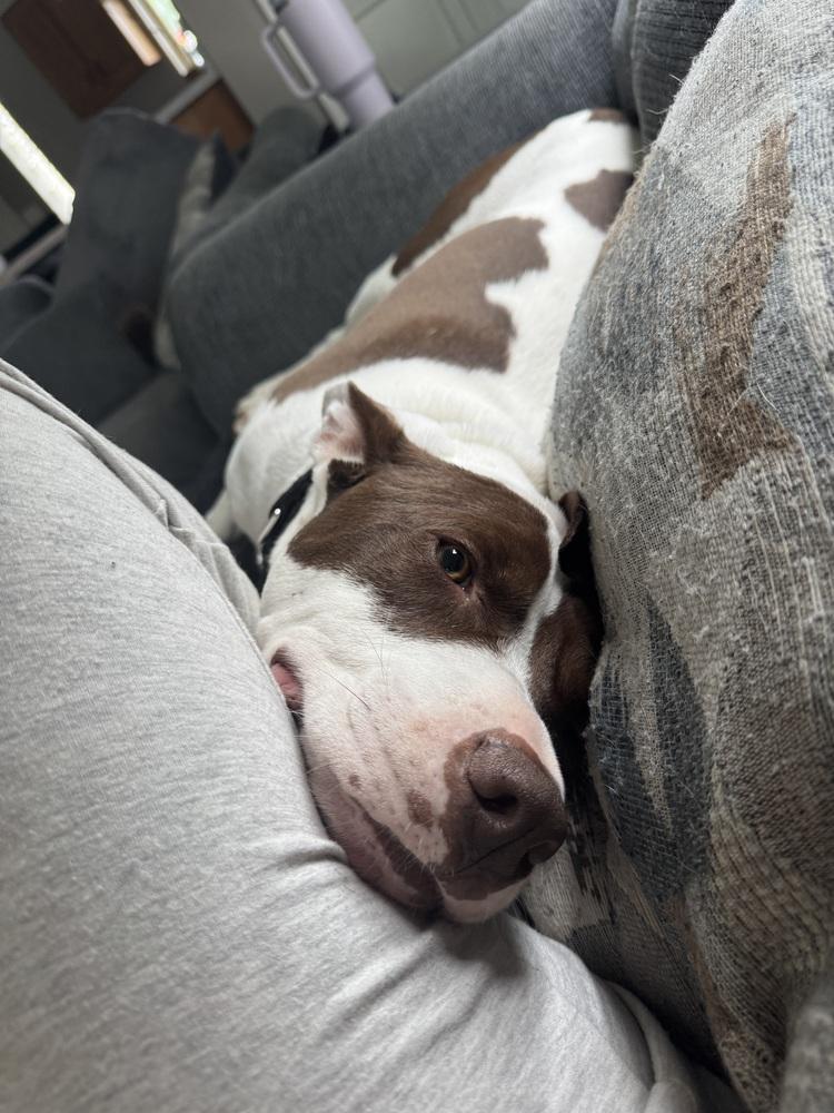 Enlarge Max, a Adoptable mixed breed in Clinton Township, MI image 4/6