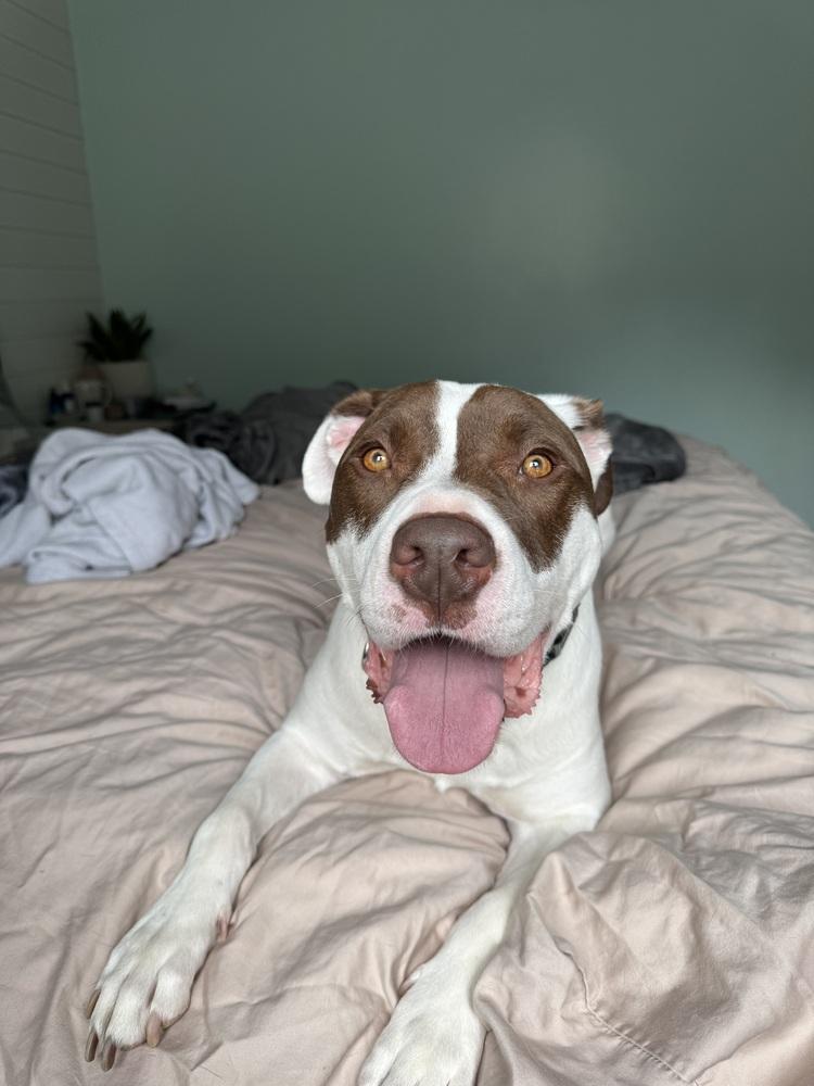 Enlarge Max, a Adoptable mixed breed in Clinton Township, MI image 5/6