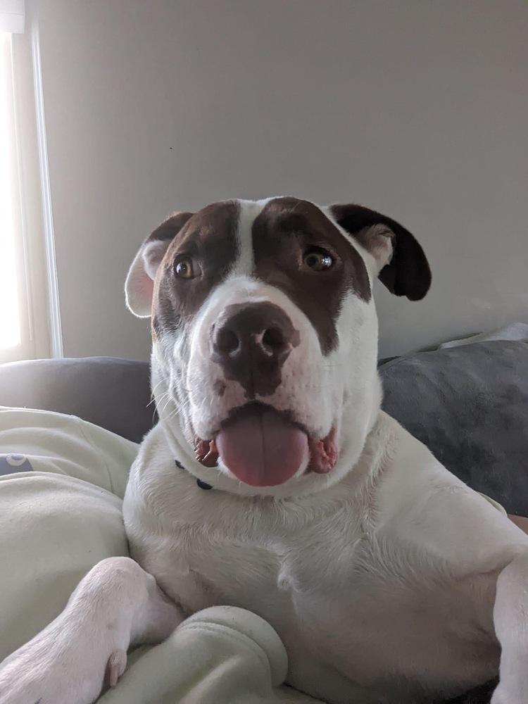 Enlarge Max, a Adoptable mixed breed in Clinton Township, MI image 6/6