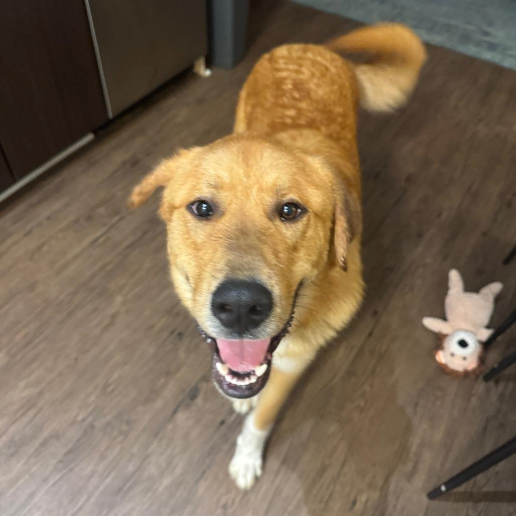 Arthur, Adoptable, Young Male Great Pyrenees & Labrador Retriever.