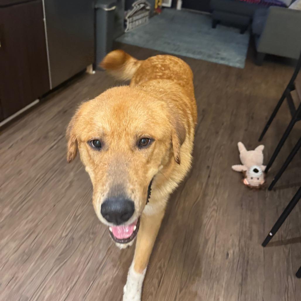 Enlarge Arthur, a Adoptable mixed breed in Nashville, TN image 3/6