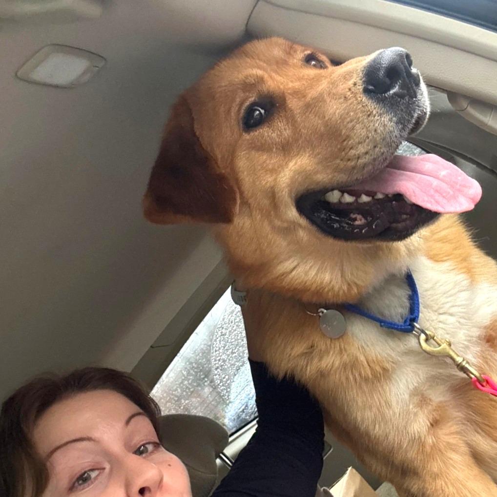 Enlarge Arthur, a Adoptable mixed breed in Nashville, TN image 4/6