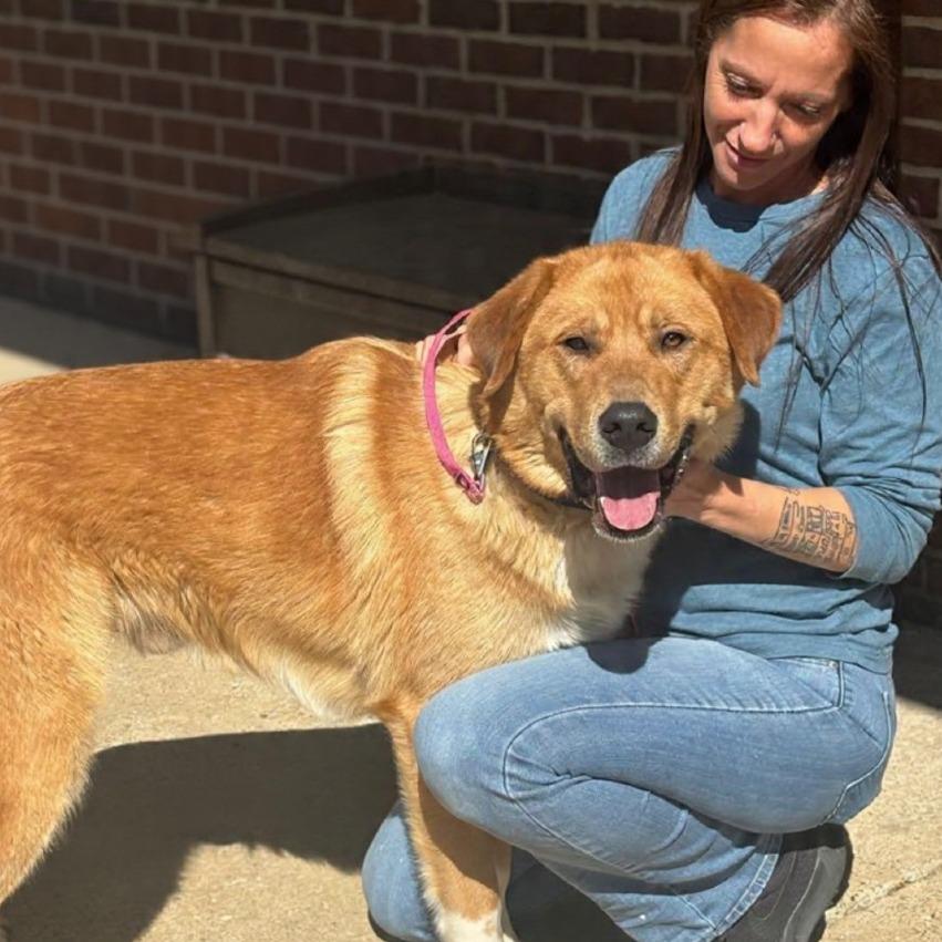 Enlarge Arthur, a Adoptable mixed breed in Nashville, TN image 6/6