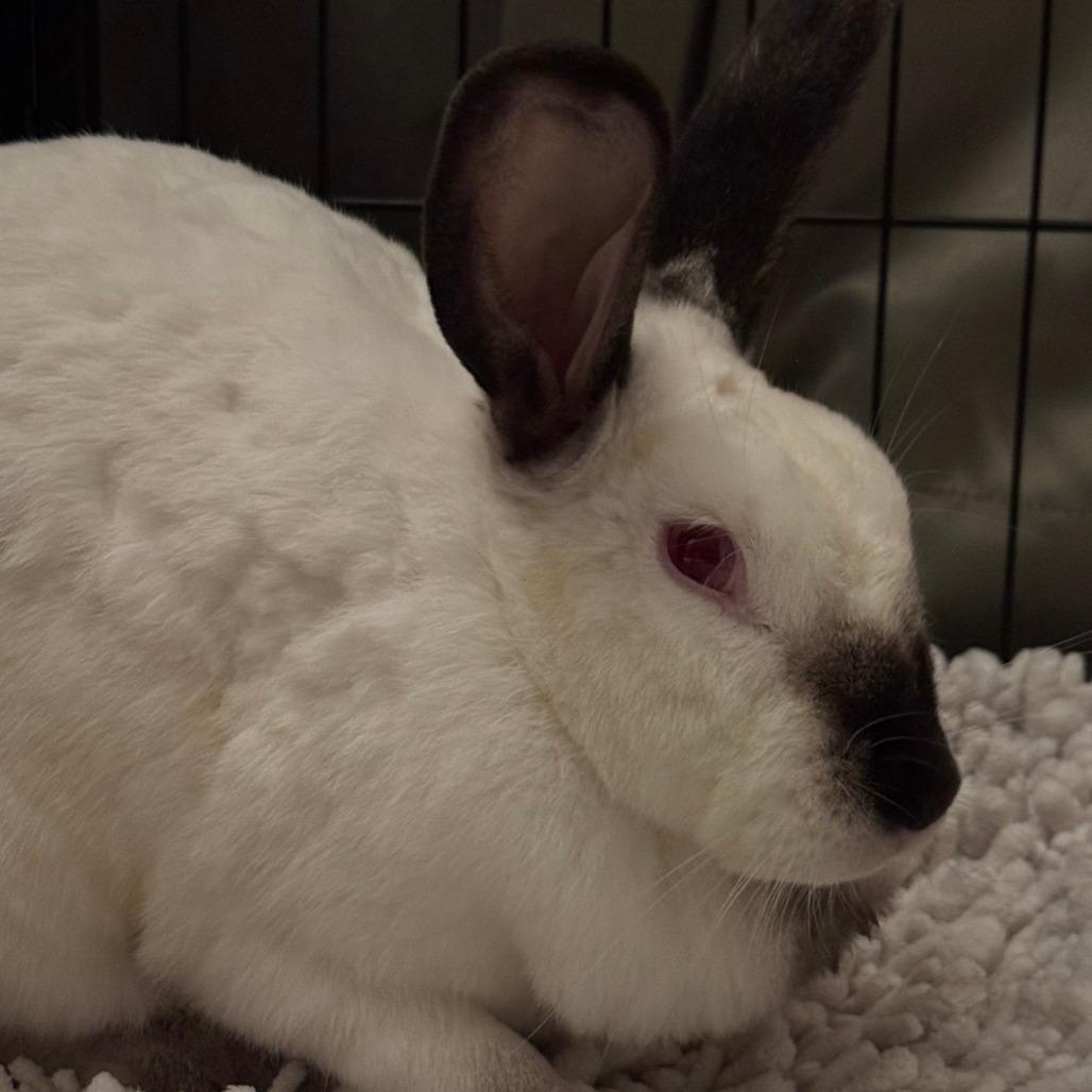 Snowy, a Adoptable Californian in The Woodlands, TX image 1/6