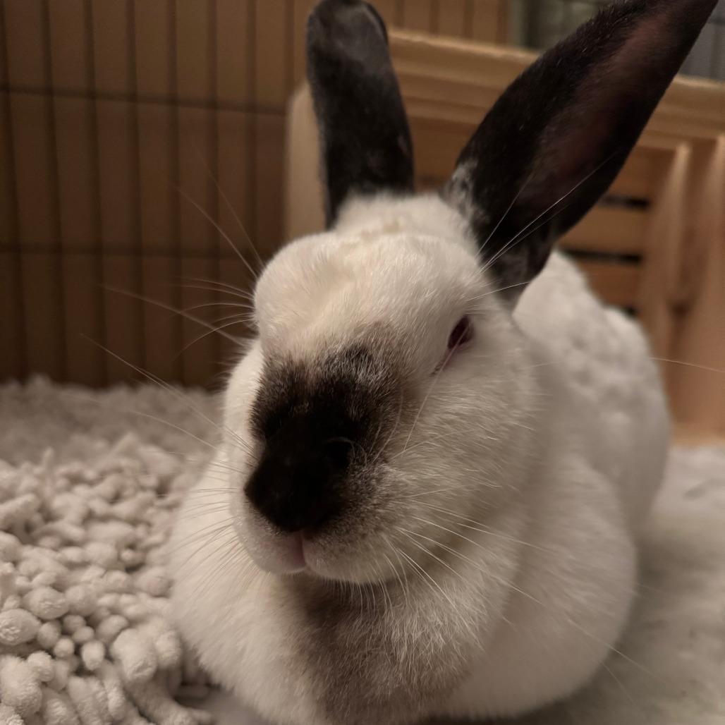 Snowy, a Adoptable Californian in The Woodlands, TX image 2/6