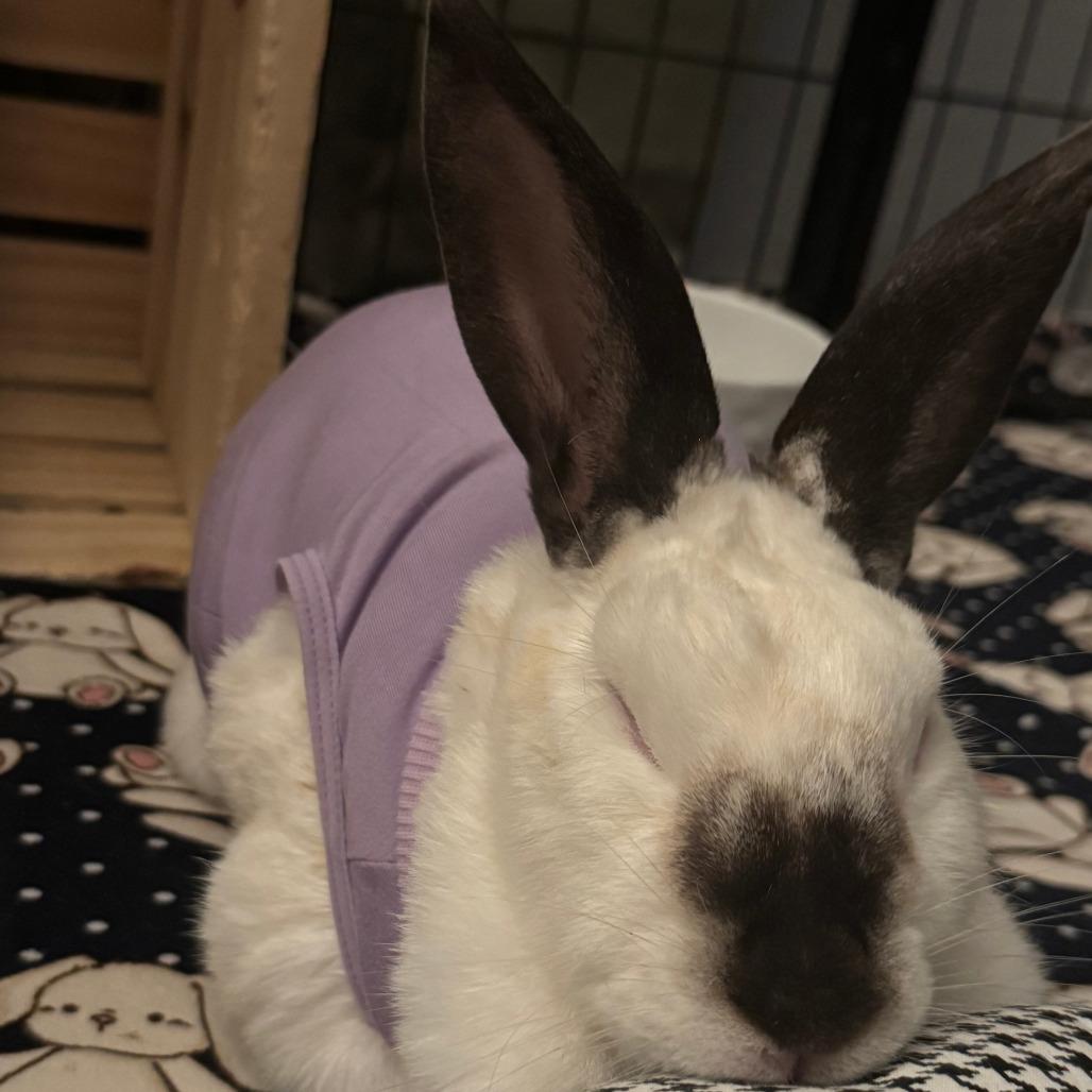 Snowy, a Adoptable Californian in The Woodlands, TX image 3/6