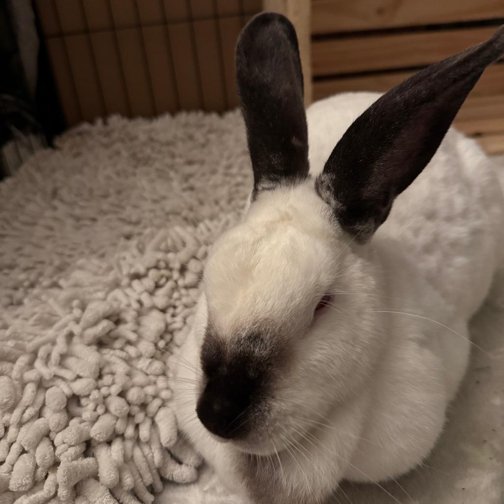 Snowy, a Adoptable Californian in The Woodlands, TX image 5/6