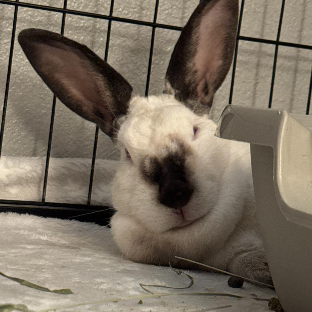 Snowy, a Adoptable Californian in The Woodlands, TX image 6/6