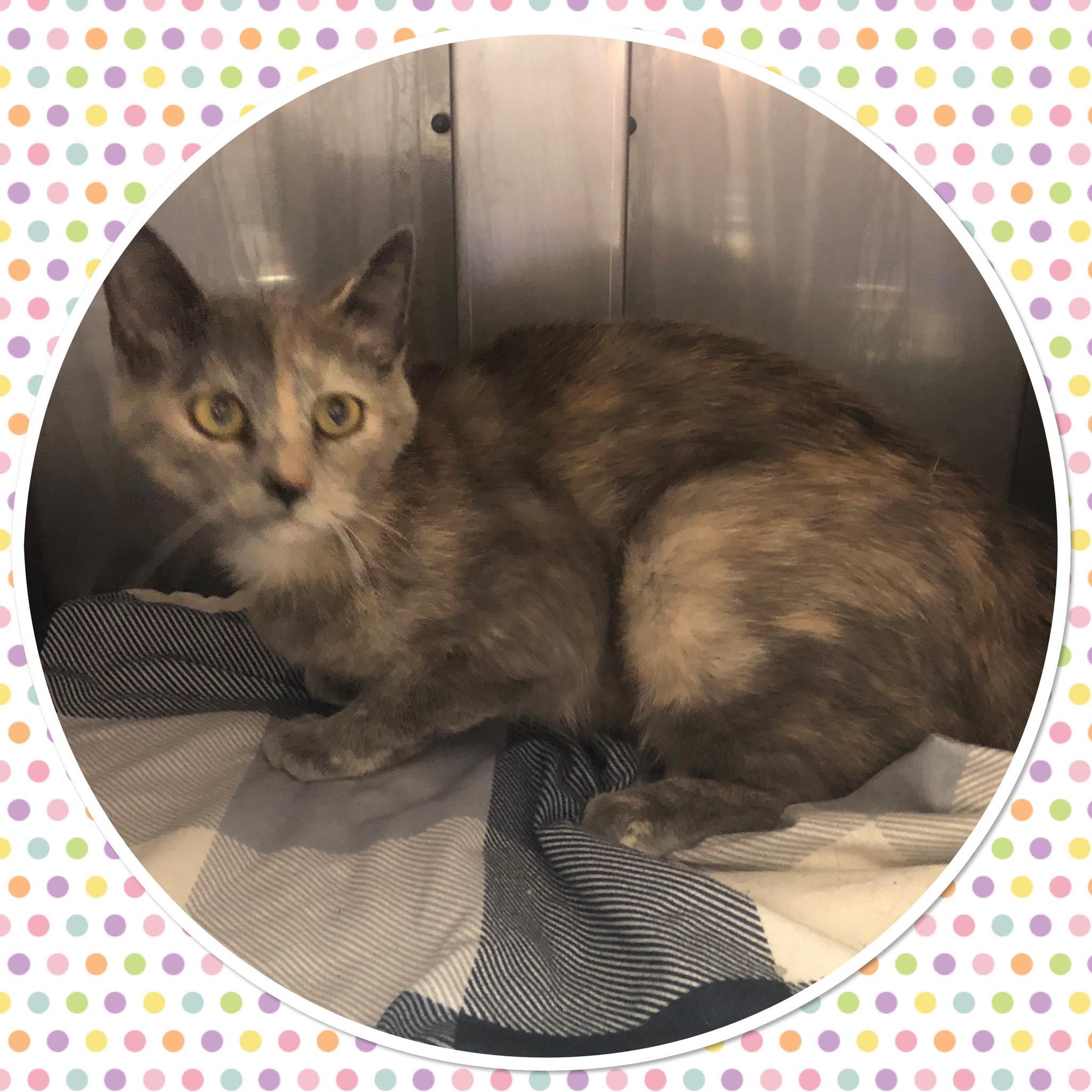 Enlarge TIFFANY , a ADOPTABLE Domestic Short Hair in Buckhannon, WV image 1/1