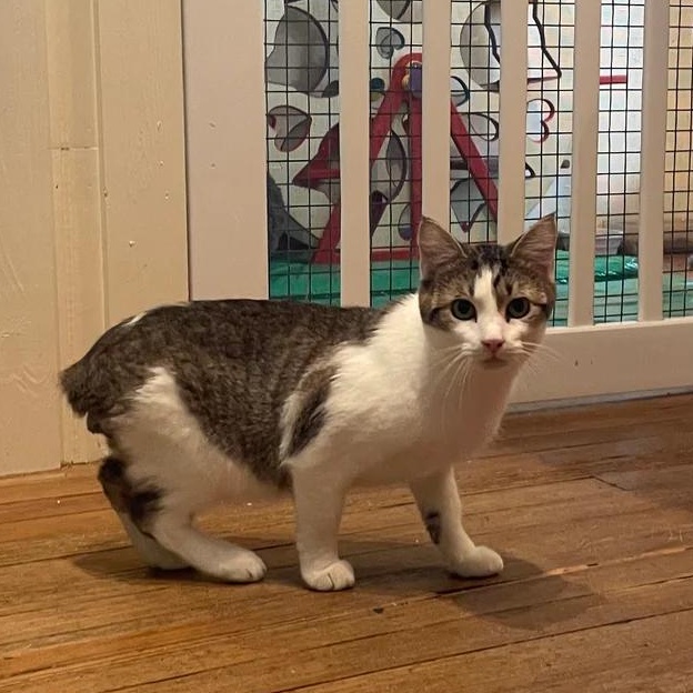 Subnub, an adoptable Domestic Short Hair in Athens, GA image 3/5