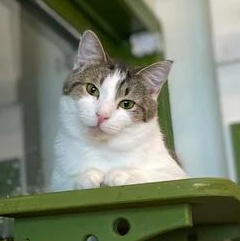 Subnub, adoptable, Adult Male Domestic Short Hair.