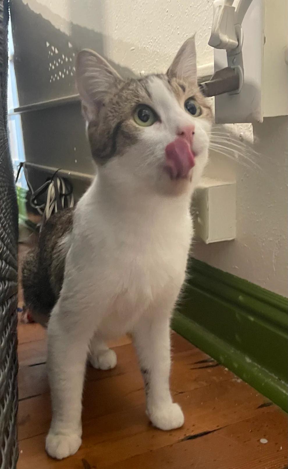 Subnub, adoptable, Adult Male Domestic Short Hair.